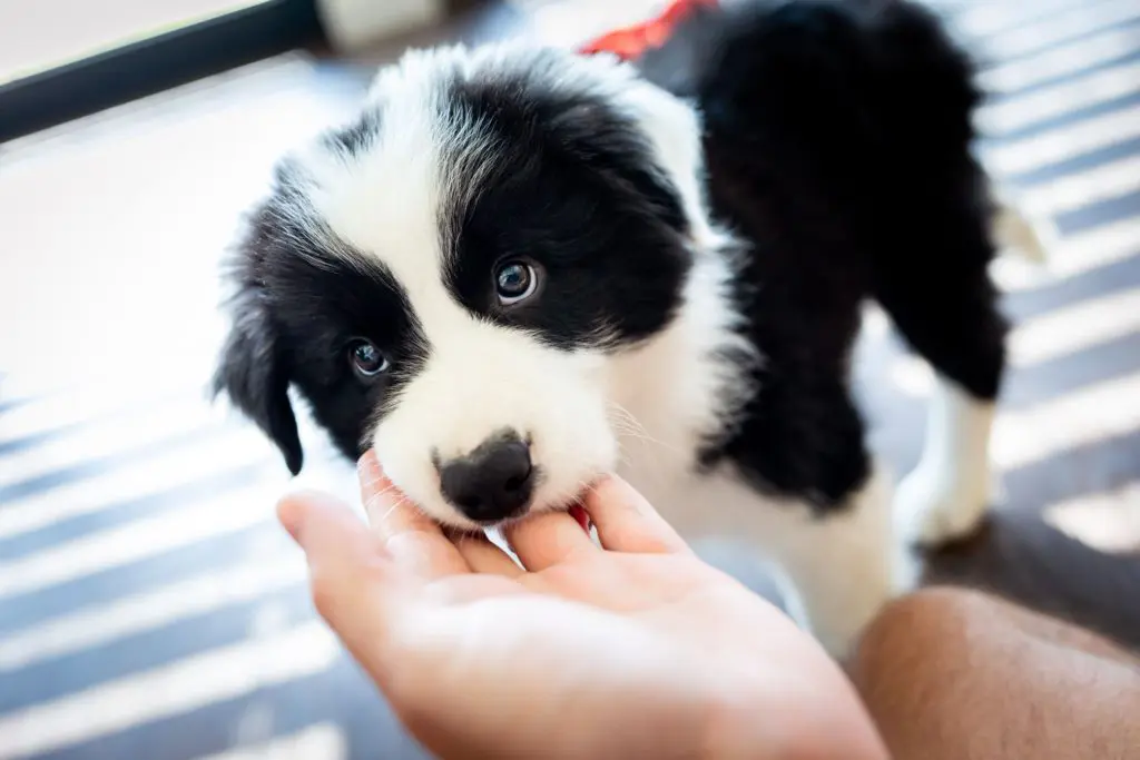 Puppy dog biting his toys and playing Border Collie Stock Photo by  leszekglasner