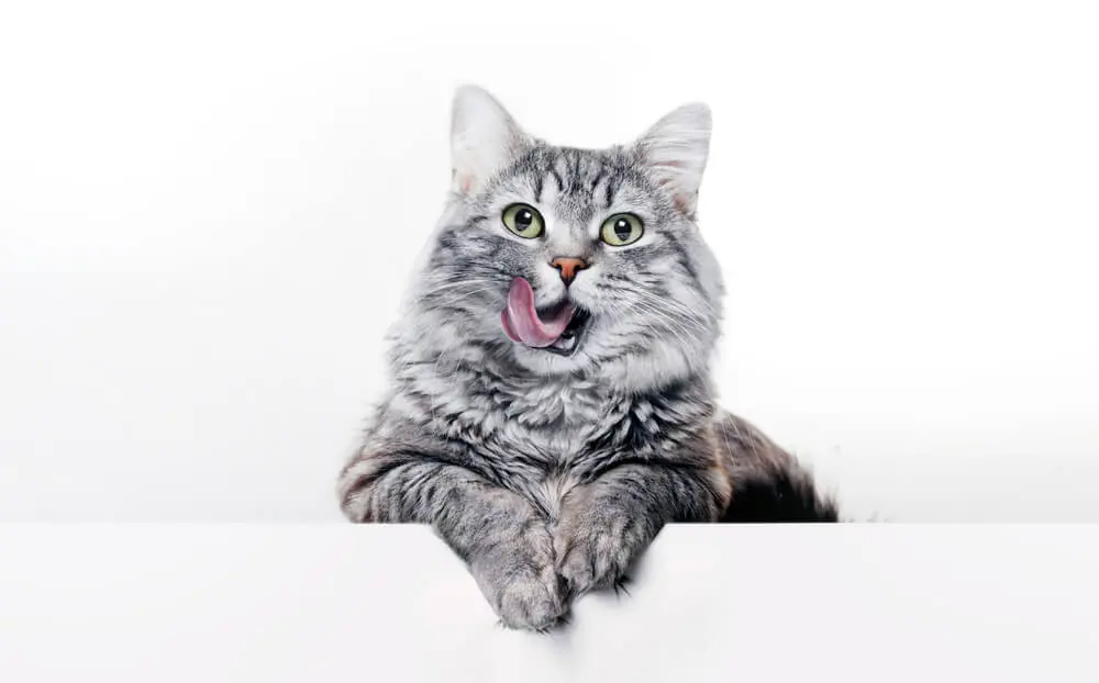 猫のあくびは甘え？それともストレス？あくびの理由を徹底解説