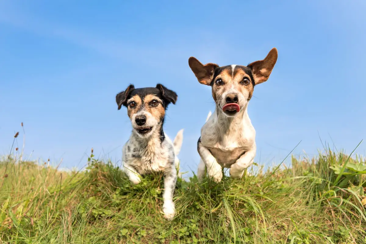 ペット 犬 オファー デメリット