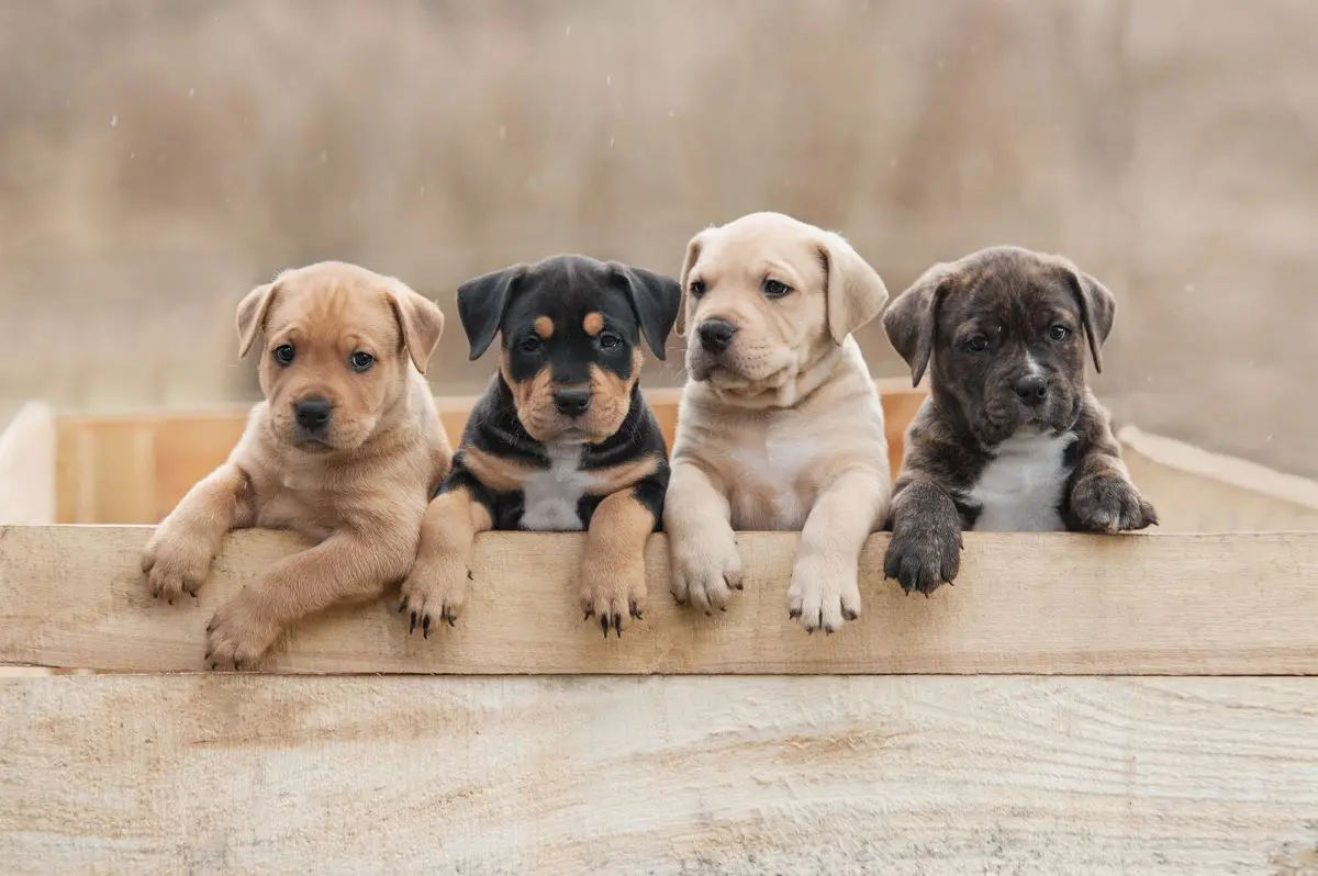 ドッグトレーナー監修】子犬の鳴き声にお困りの飼い主さん必見！愛犬とのコミュニケーションについて解説 |  ペットニュースストレージ(ペット保険のペット&ファミリー損保)