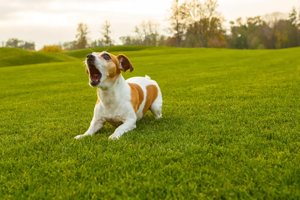 ドッグトレーナー監修】子犬の鳴き声にお困りの飼い主さん必見！愛犬とのコミュニケーションについて解説 |  ペットニュースストレージ(ペット保険のペット&ファミリー損保)