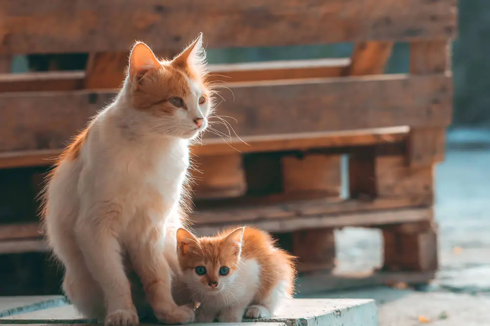 ペットを飼うなら保護猫 オファー