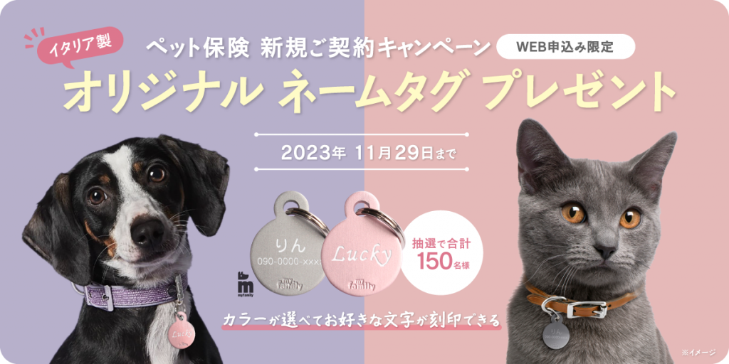 ゴールデンドゥードルを飼うには？費用や大きさ、飼い方を解説