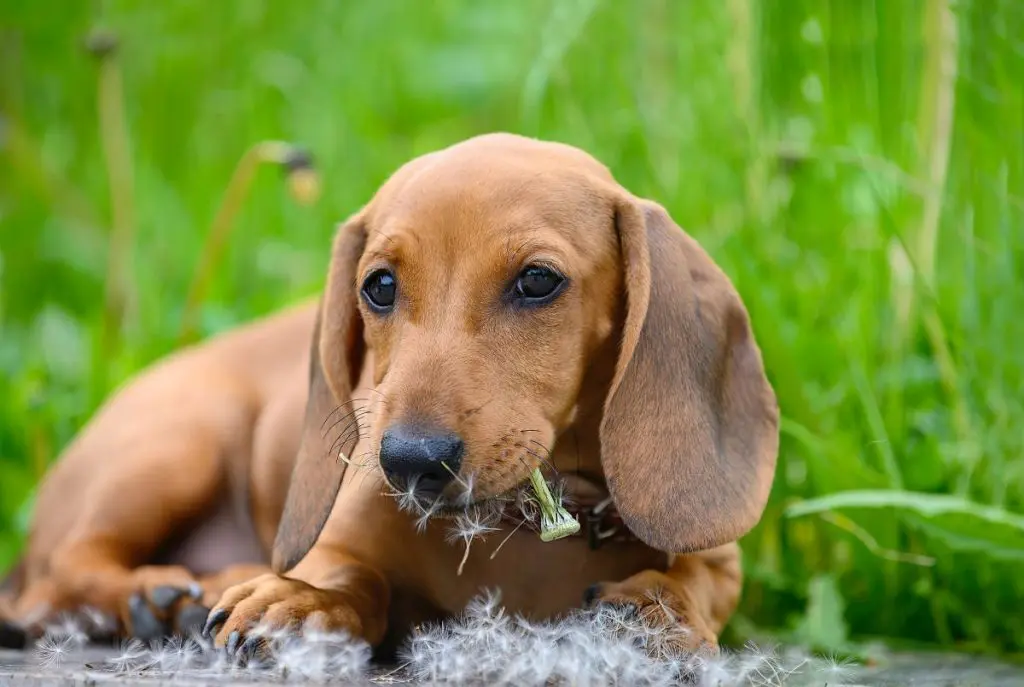 ペットグラス コレクション 犬食べない