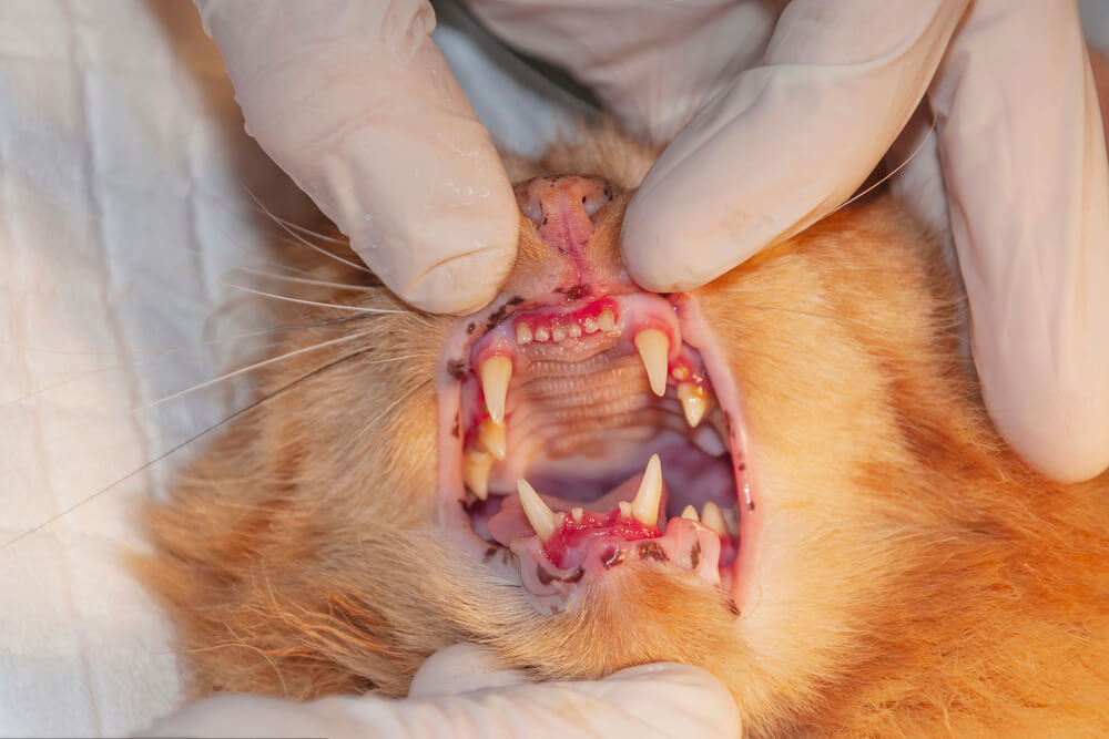 猫に多い口や歯の病気