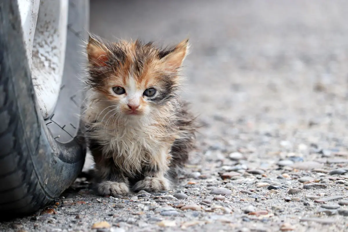 獣医師監修】野良猫の子猫を発見！どうしたらいい？保護の仕方や注意点、お迎えの準備を解説 |  ペットニュースストレージ(ペット保険のペット&ファミリー損保)