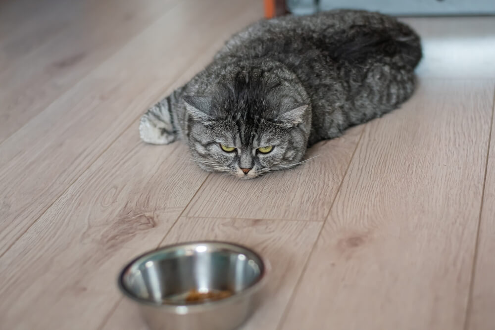 愛猫の震え、実は病気かも？