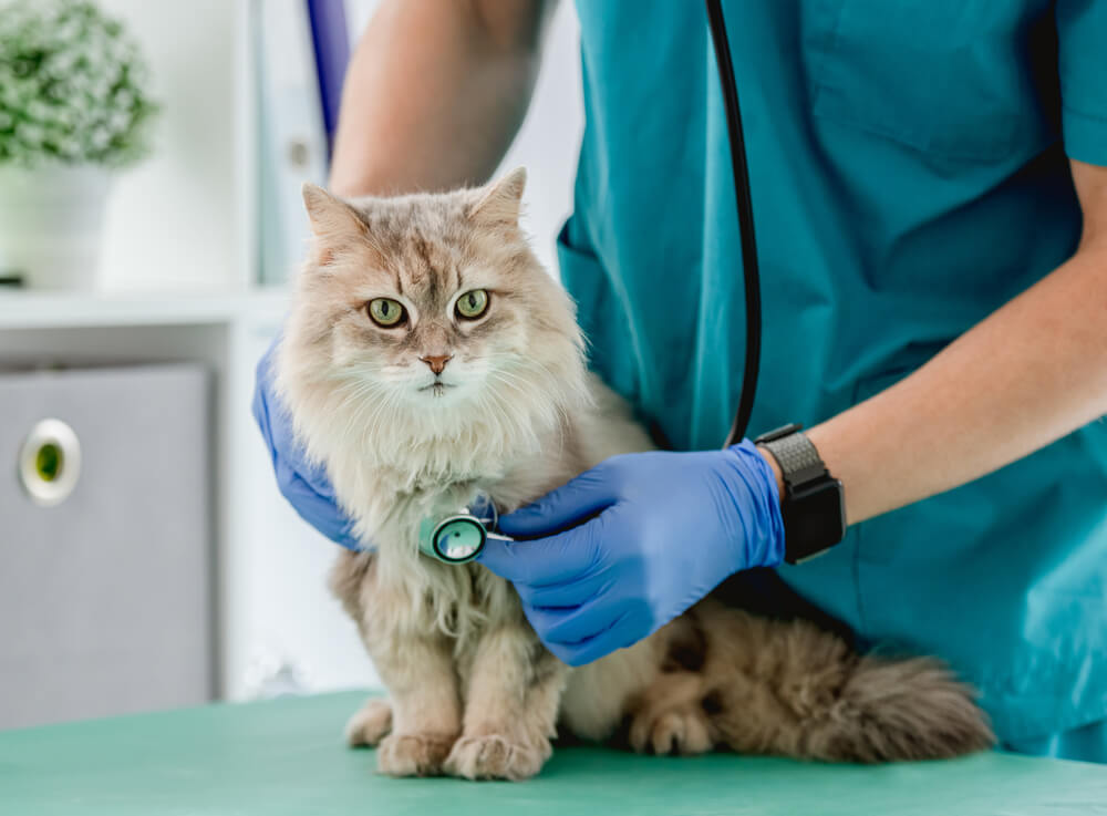 猫の不調のサイン・症状