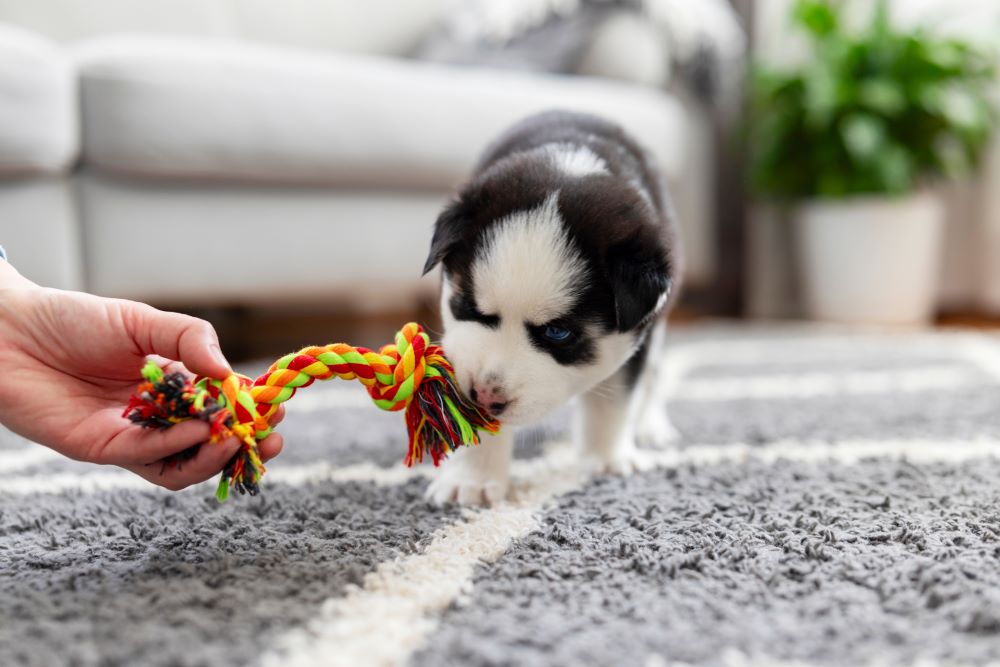 愛犬をお迎えしたら愛犬の治療費も考えておこう