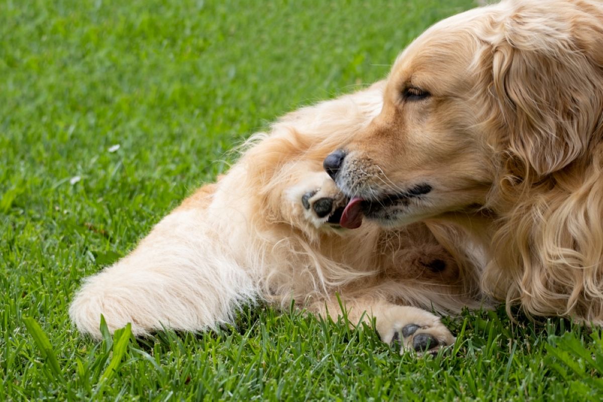 【獣医師監修】愛犬の肉球が赤いのはどうして？考えられる病気や対処法を知ろう