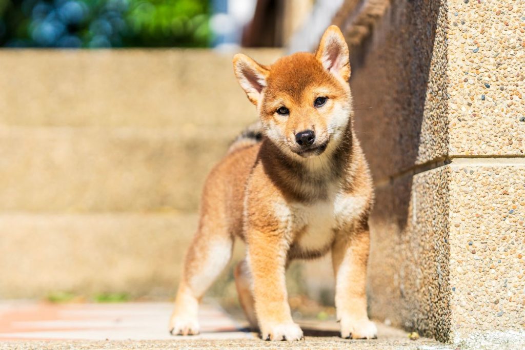 おしゃれな犬の名前をつけよう！和風・洋風・見た目の特徴などカテゴリー別に紹介