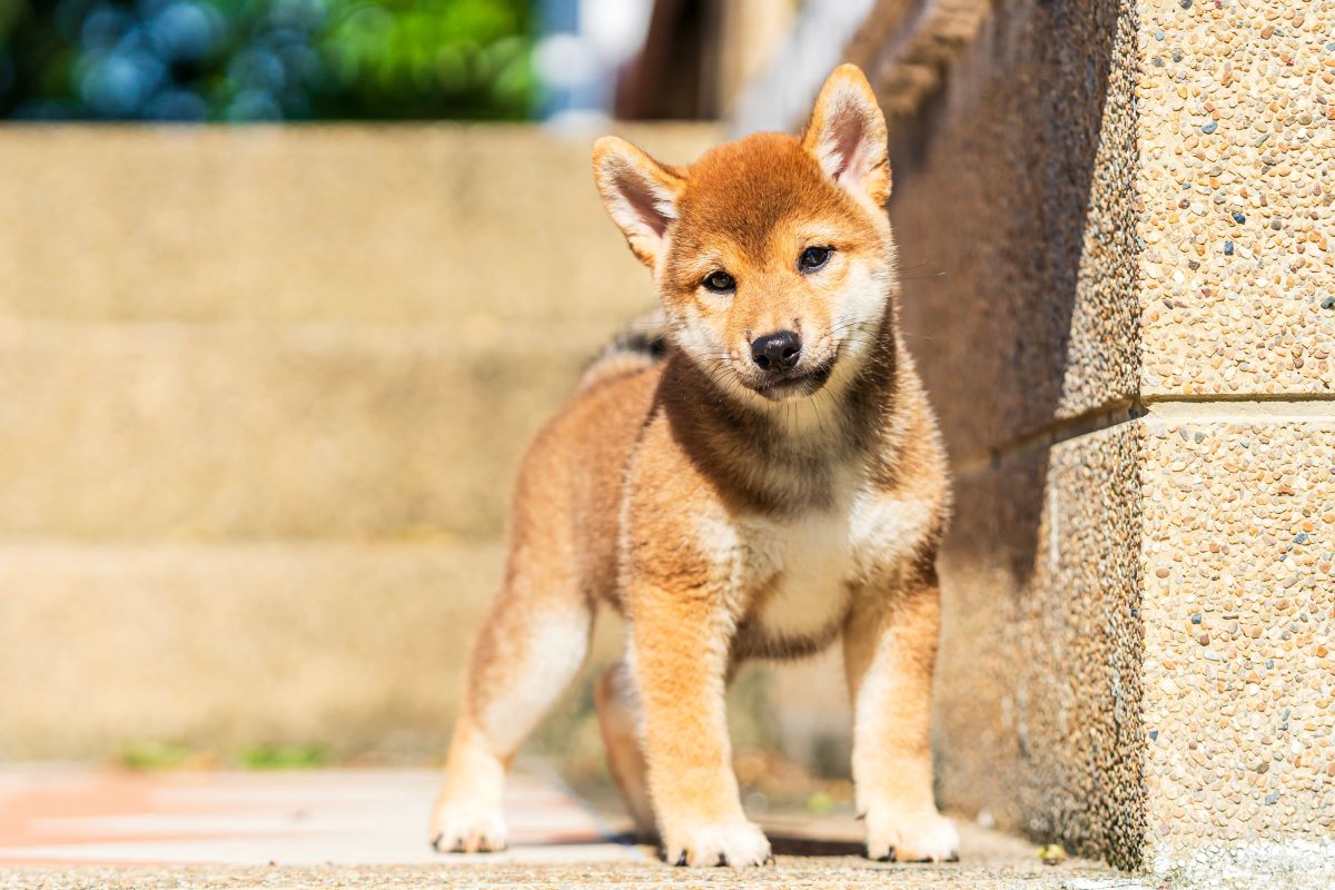 おしゃれな犬の名前をつけよう！和風・洋風・見た目の特徴などカテゴリー別に紹介