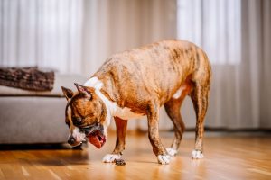 【獣医師監修】愛犬の嘔吐に慌てない！吐く原因や対処法を解説