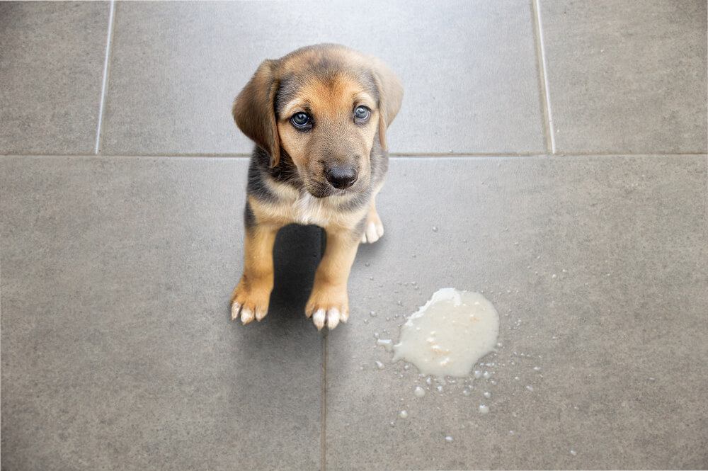 愛犬がどんなものを吐いたのか確認をしよう