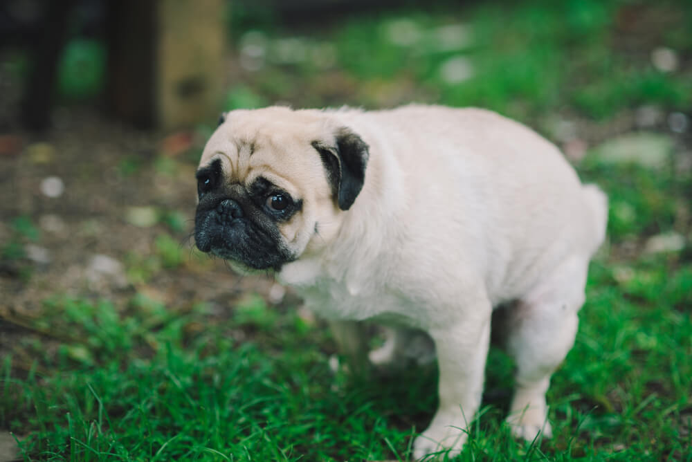 犬のうんちが黒くなる病気とは？