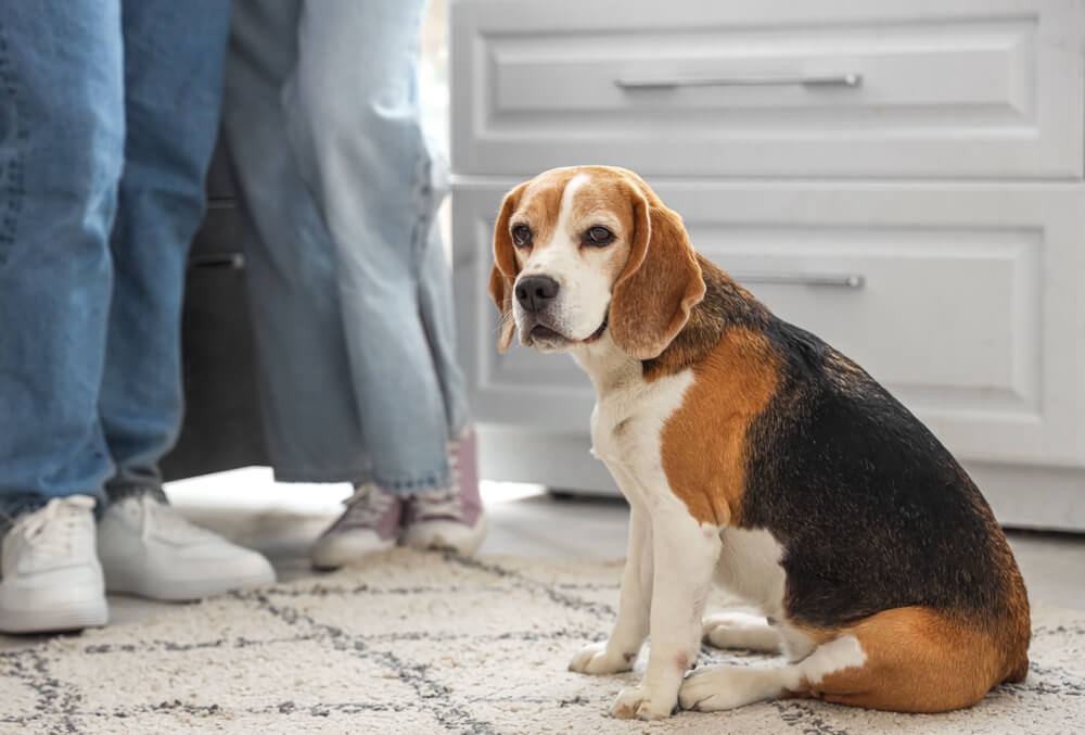 人物/キャラクターにまつわるおしゃれな犬の名前