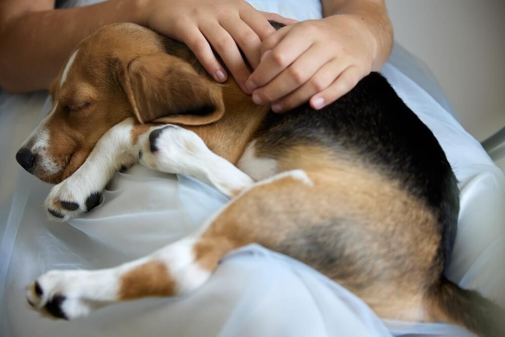 犬が吐く原因は？