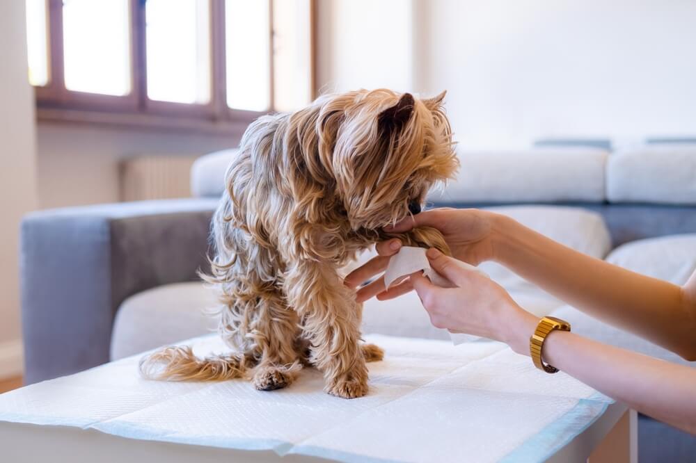 犬の肉球が赤いときにお家でできる対応