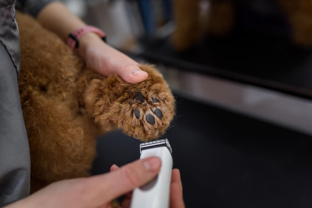 犬の肉球を赤くしないための予防法