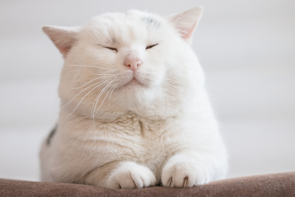 猫のペット保険で補償されない主な治療費