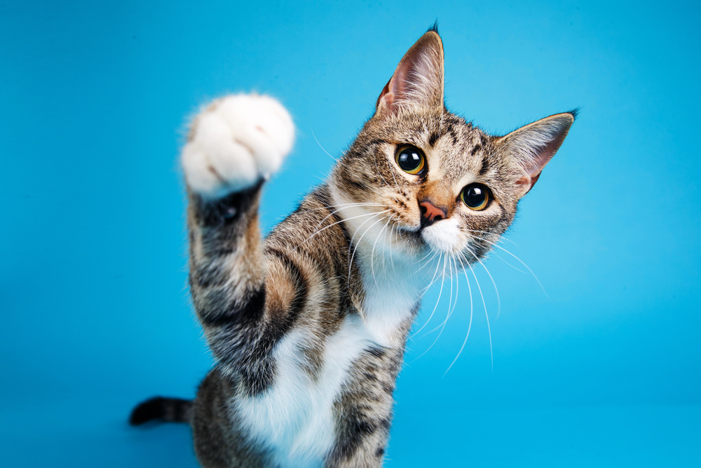 猫のペット保険における病気に関する注意点