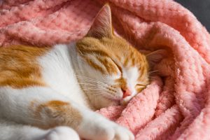 猫の保険は何歳まで加入できる？早めの加入がおすすめの理由や年齢別リスク