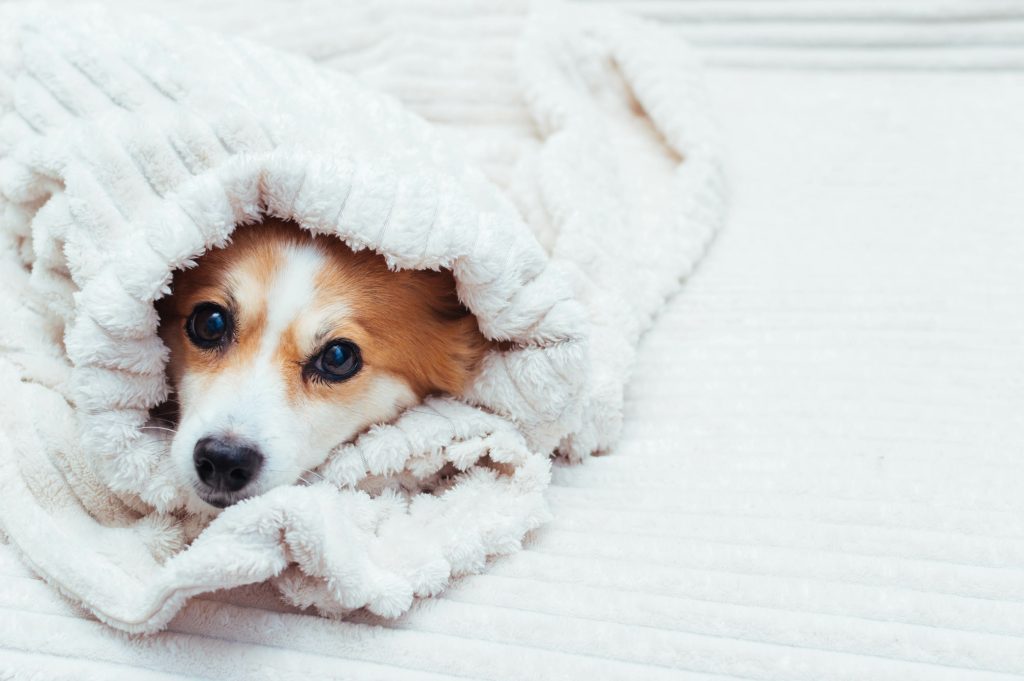 【年齢別】犬の病気・リスク