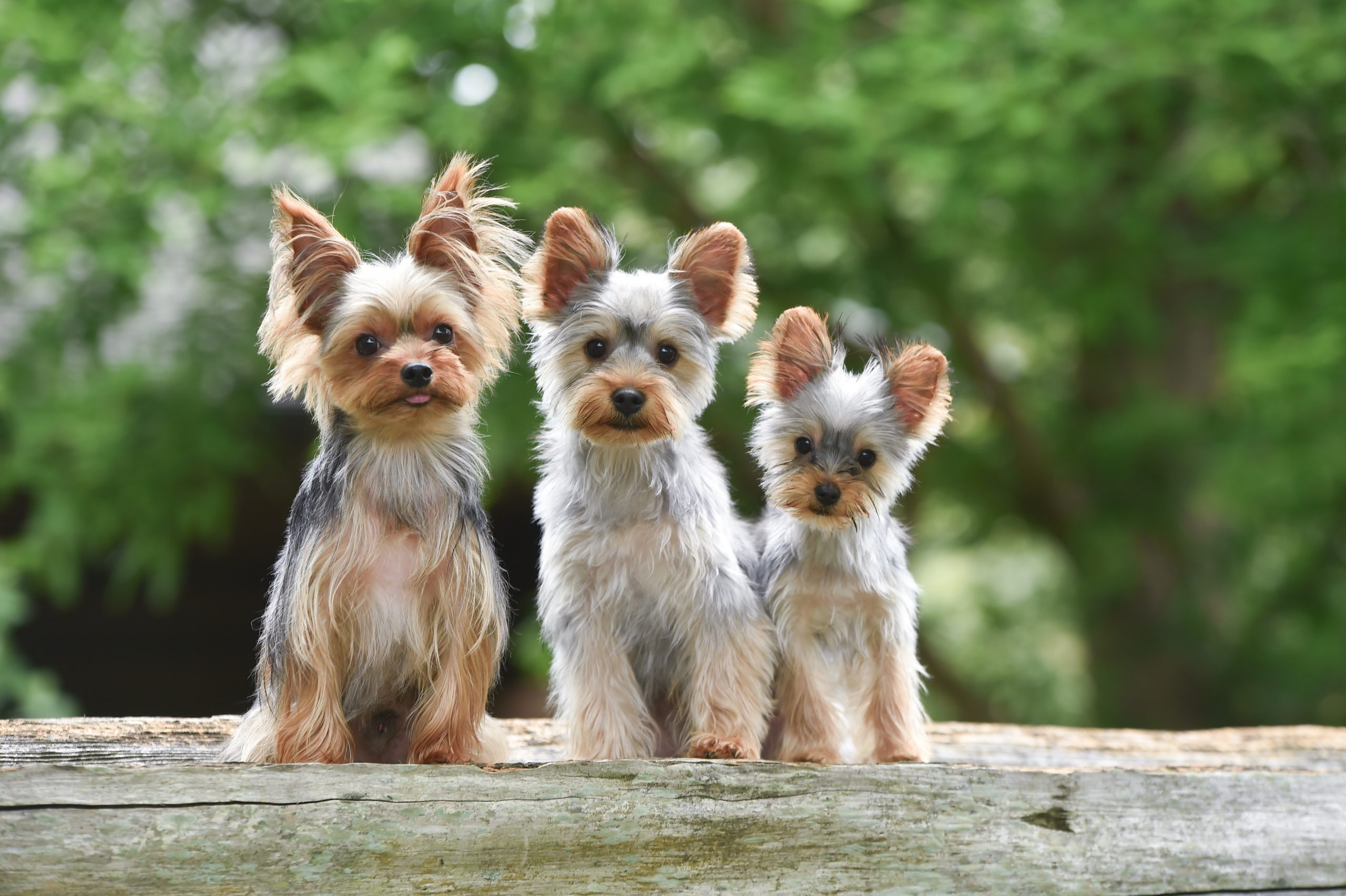 犬のペット保険は何歳から入るべき？