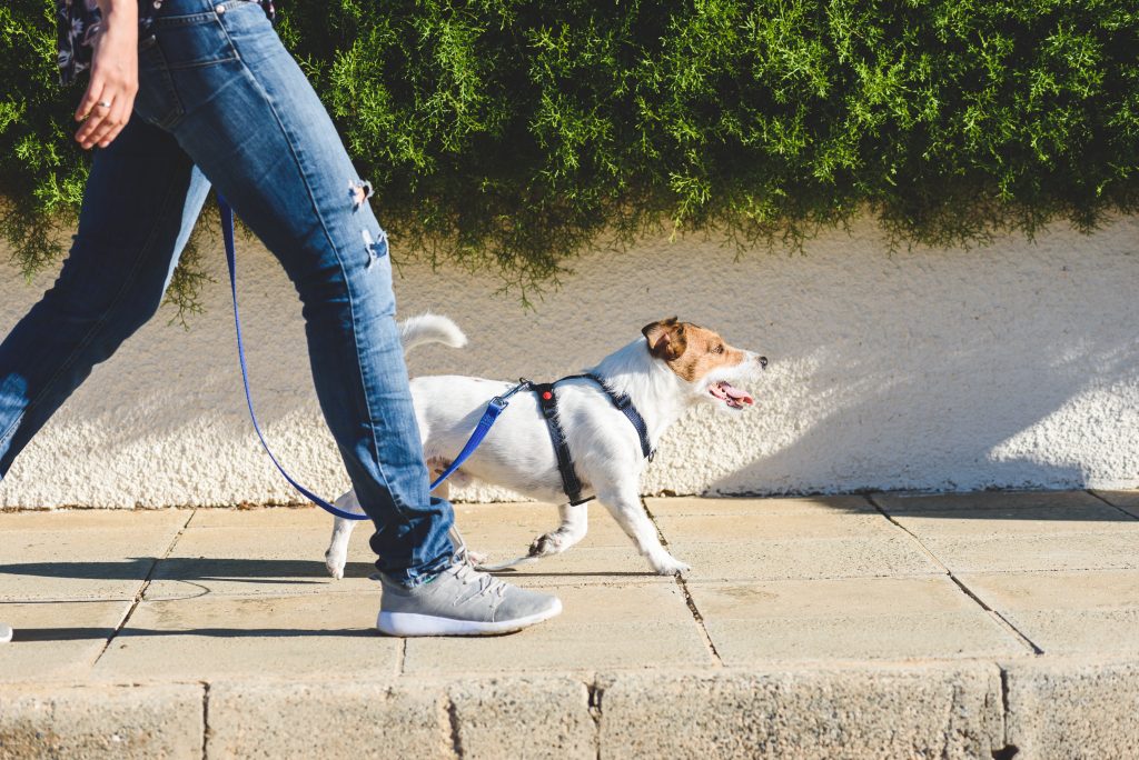 犬の保険は若いうちから検討しよう