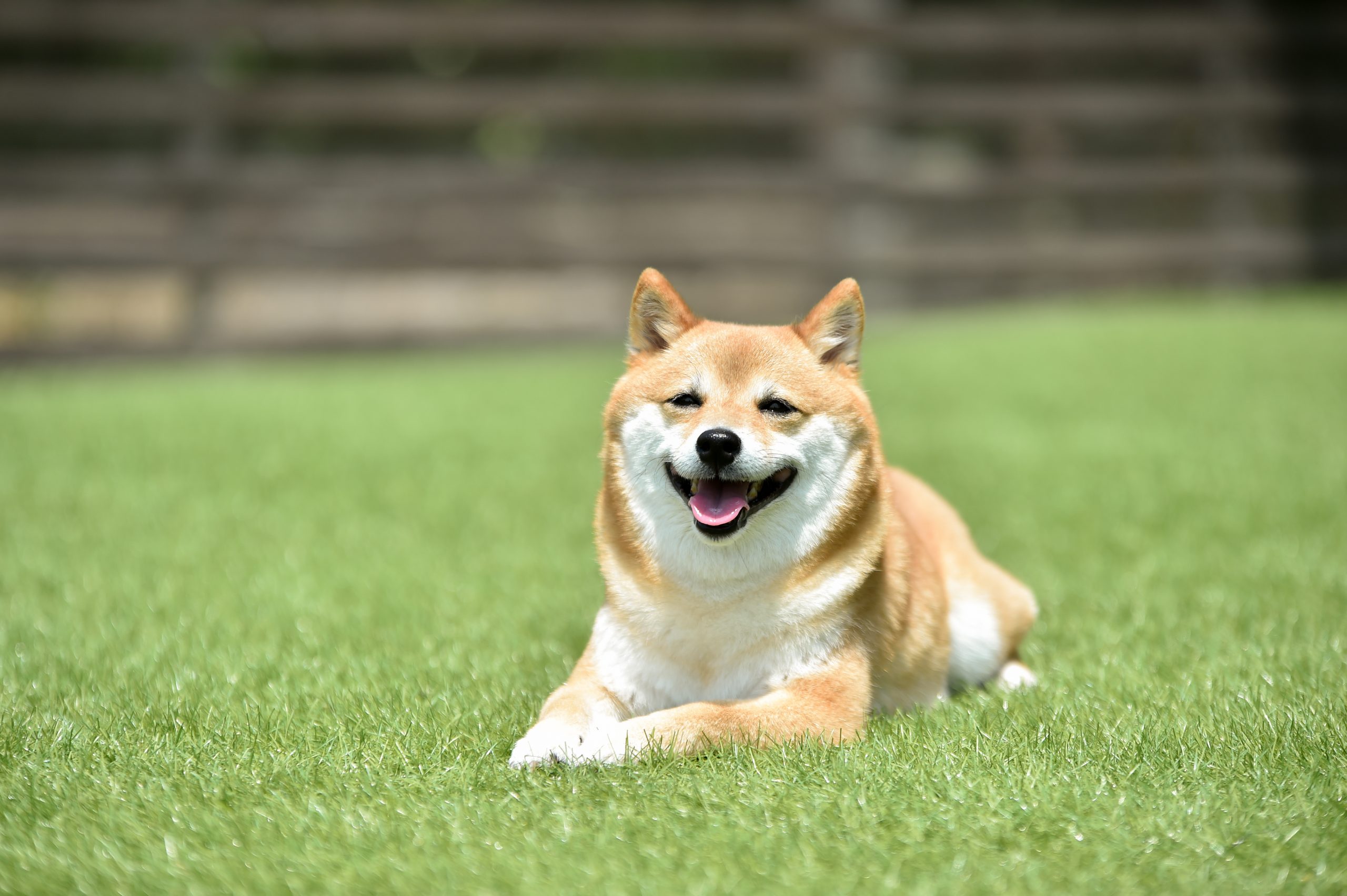 犬の保険は何歳から入るべきなの？ペット保険の年齢条件について解説